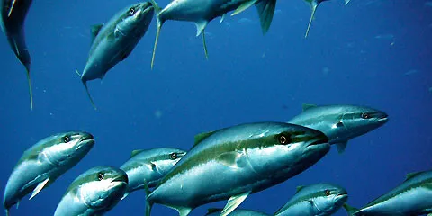 Trading in Clean Seas stock suspended