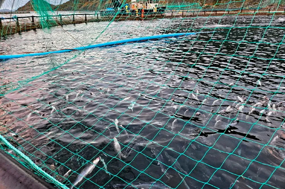 12. november var Mattilsynet på tilsyn på lokaliteten Vinnalandet. I merden ser man flere svimere og svekket fisk med sår etter kontakt med perlesnormanet.