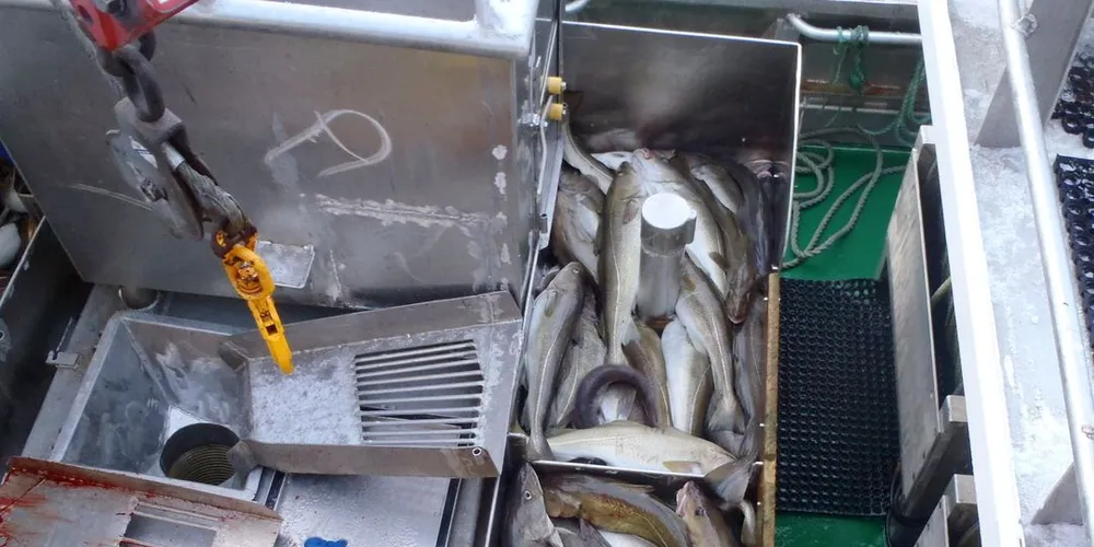 På snaue tre måneder drar kystfiskerne inn mesteparten av sin årlige inntekt. Ill.foto: Kystvakten