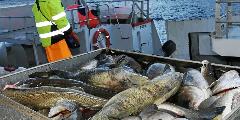 SKREI: Skreien har for lengst meldt seg i utenfor Vesterålen. Her fra Klo-anlegget på Stø.
