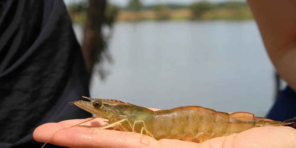 The new system integrates passive acoustic technology – something that is already in use in shrimp feeding – and active acoustic technology, and can also integrate sensor technologies such as temperature detectors.