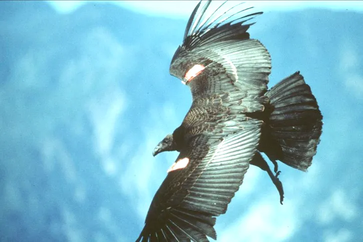 Taking wing: Condor from Marsel tract