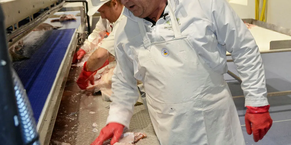 PRODUKSJON: Harald Tom Nesvik forsetter å ta i et tak hos sjømatbedrifter i distriktene. Her ser vi han i aksjon med å fjerne svarthinna på en stor torsk fra Barentshavet som skal bli klippfisk for Brasilmarkedet til påske da han besøkte en klippfiskprodusent på Ellingsøy tidligere i år.