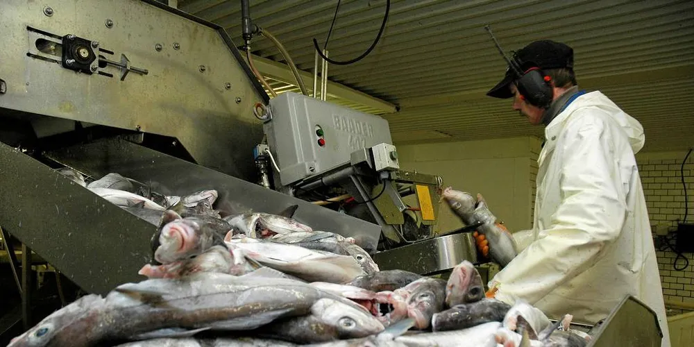 INDUSTRI: Aps Cecilie Myrseth vil ha mere liv i fiskeindustrien og kystsamfunn. Her fra Båtsfjordbruket AS i Båstfjord, Øst-Finnmark. Illustrasjonsfoto: Are Kvistad