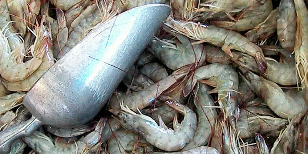 Coronavirus continues to impact global seafood trade, this week taking a swipe at shrimp prices.