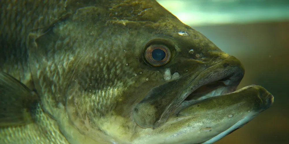 Illinois fish farm takes Purina to court over fish deaths