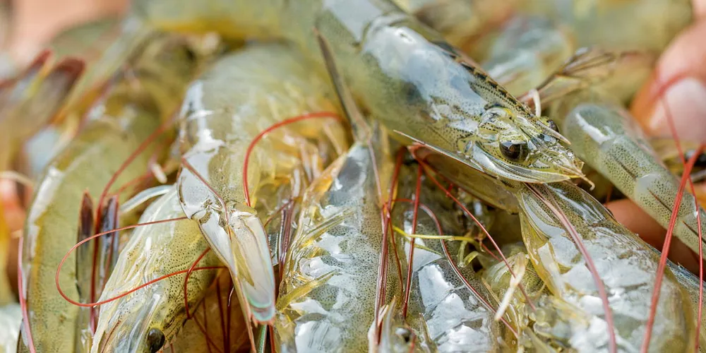 Honduran shrimp farmers suffered from weather-related shortfalls last year.