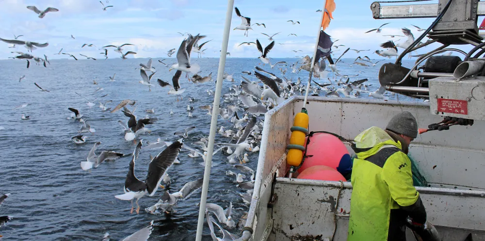 I Lyngseidet, Honningsvåg og Hammerfest er det startet nye fiskeriselskap.