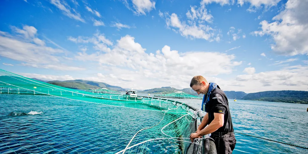 Photo: Marine Harvest