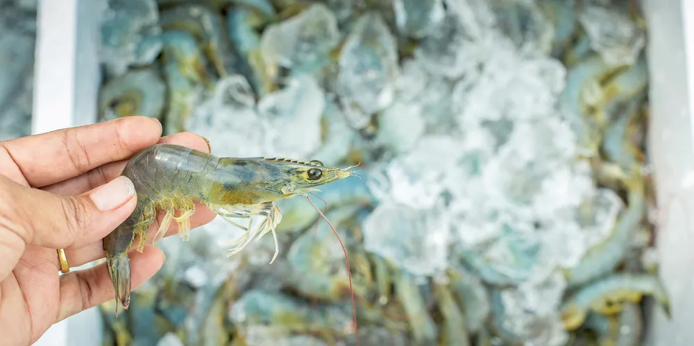 Andhra Pradesh, the region in which Sandhya Marines operates, houses more than 60 percent of Indian's shrimp production industry.