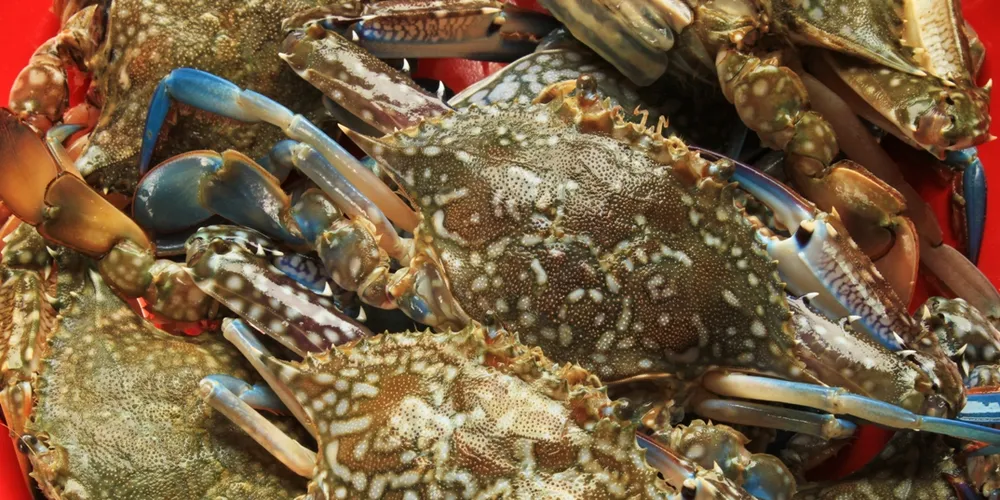 Strong Maryland crab supply may push down prices