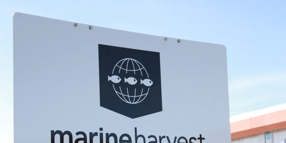 Marine Harvest misliker anklager om prismanipulasjon.