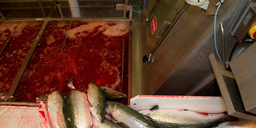 Norwegian farmed salmon prices drop significantly week-on-week.