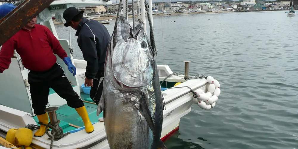 After Cermaq, is it 'shopping time' for Mitsubishi?