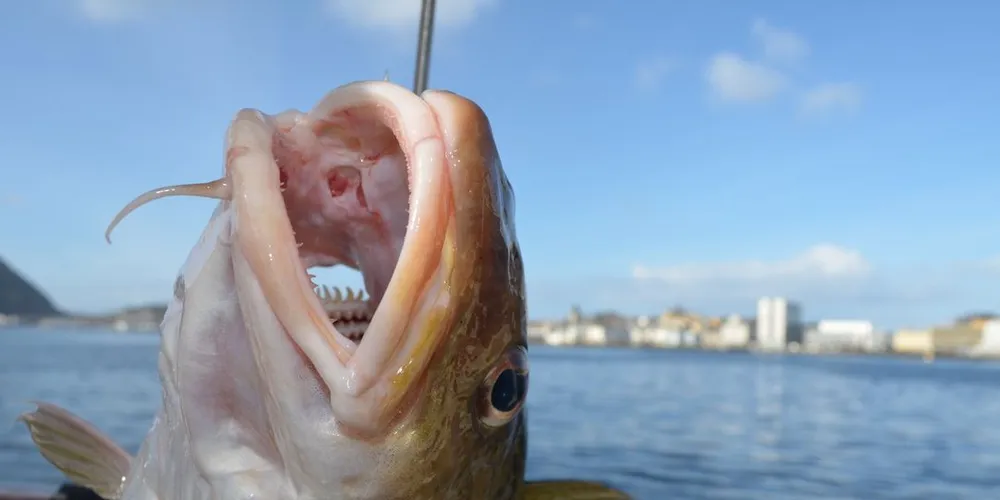 RTorsken har hatt en verdiøkning på over 1 milliard kroner, sammenlignet med fjoråret. Ill.foto: Einar Lindbæk