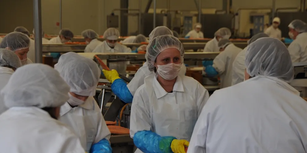 Sockeye salmon being processed at Suempol. Photo: Bent-Are Jensen