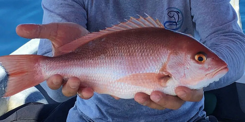 Mexican red snapper forecasts sharp export led growth. Earth Ocean Farms, Mexico.