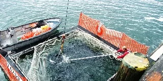 What if? Alaska salmon farming?