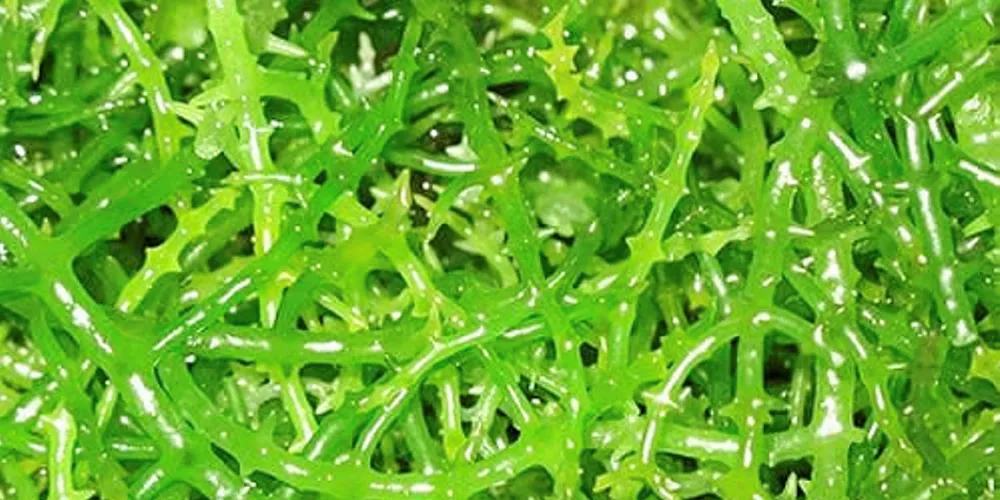 Dried seaweed from the Philippines.