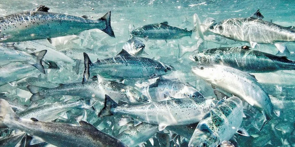 Norwegian salmon volumes remained flat this week.