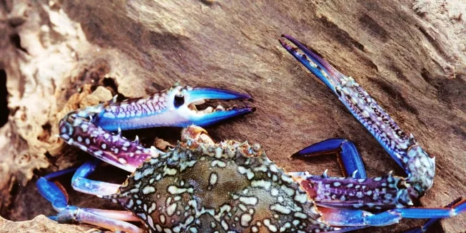 Global Seafood Market Conference: Inside the NFI Crab Council
