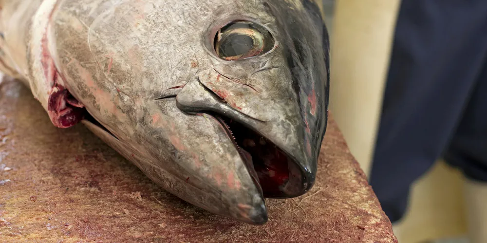 Atlantic bluefin tuna.