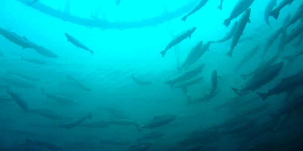 Cooke processing salmon again at Hermitage site