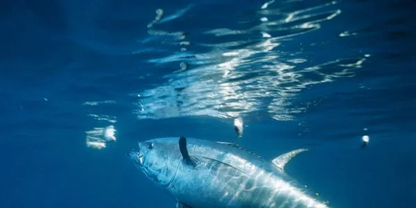 Codfarmer's bluefin tuna venture to sell first fish this spring