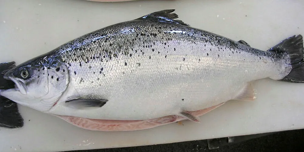 Laks med forkortede ryggvirvler – fisken er altfor kort og tykk, og må dermed selges som produksjonsfisk.