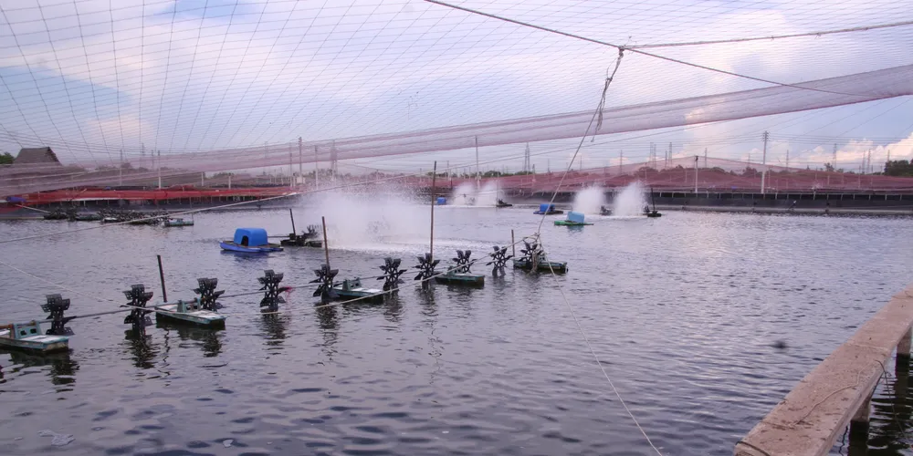 Pacific Andes US subsidiary piloting Asian shrimp farm clusters