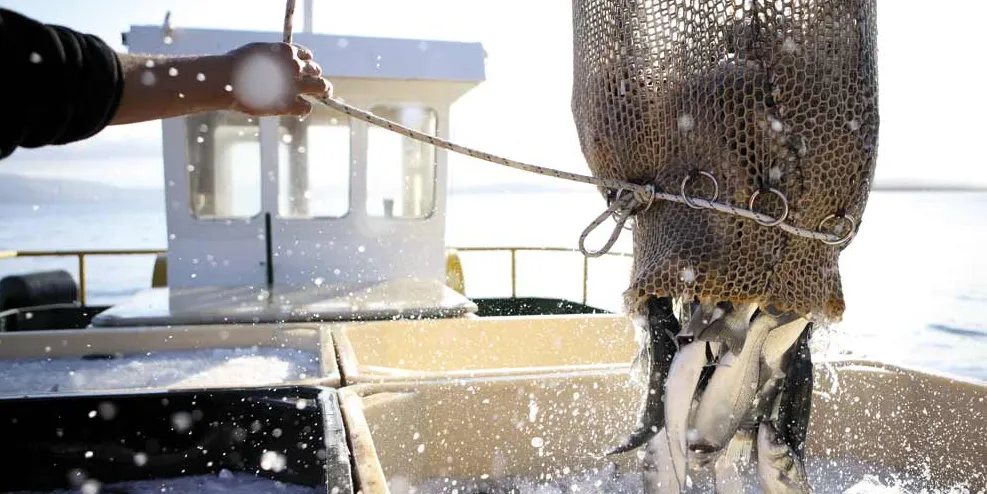 Sea Bass and Sea Bream - Corfu Sea Farm S.A.