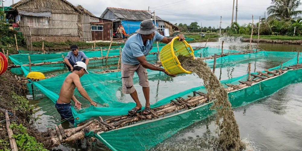 Stubbornly high US shrimp inventories have seen leading producing nations shipments to the US fall.