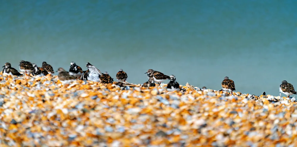 Bird colonies are often an obstacle to renewables development.