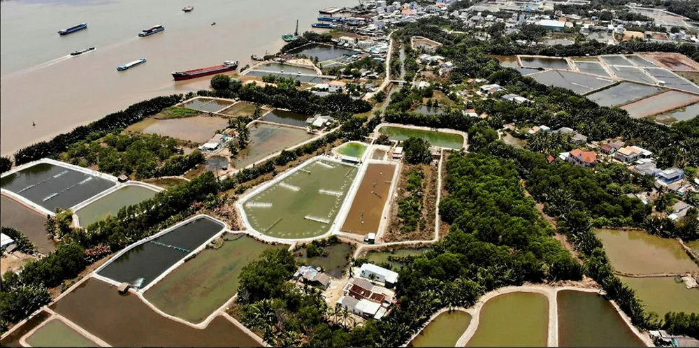 Vietnamese shrimp farms