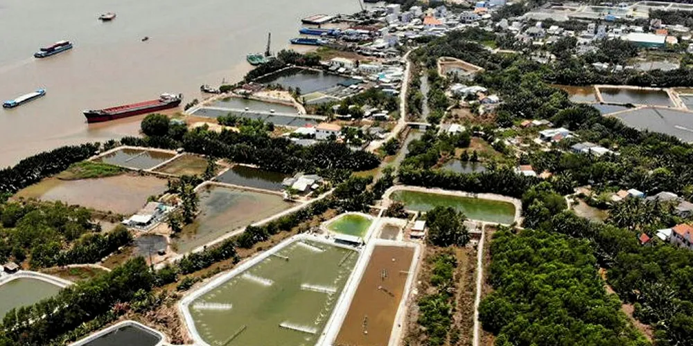 Vietnam shrimp farms.