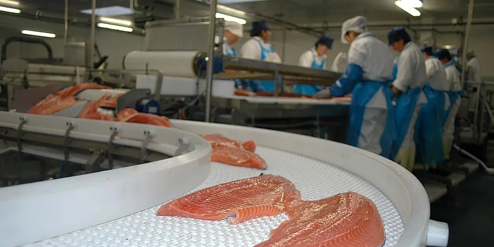 Belgia stopper salget av øko-laks. Nå ber belgierne resten av EU følge etter. Foto: Agnar Berg