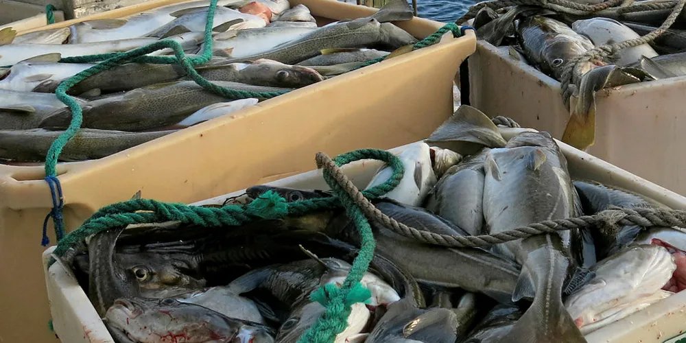 Et nytt prosjekt skal utføres i samarbeid med en teknologileverandør, et fiskemottak og et rederi for å sikre kvaliteten på råstoffet til kystfiskeflåten.
