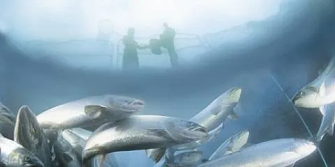 Marine Harvest cuts back on growth forecast