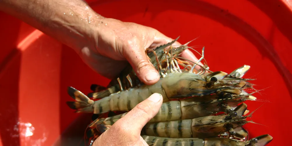 Photo: CSIRO