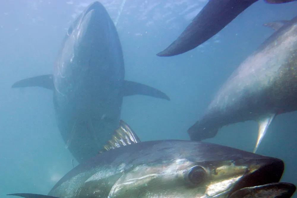 Heart problems: endangered bluefin tuna hit hard by Macondo oil, study finds