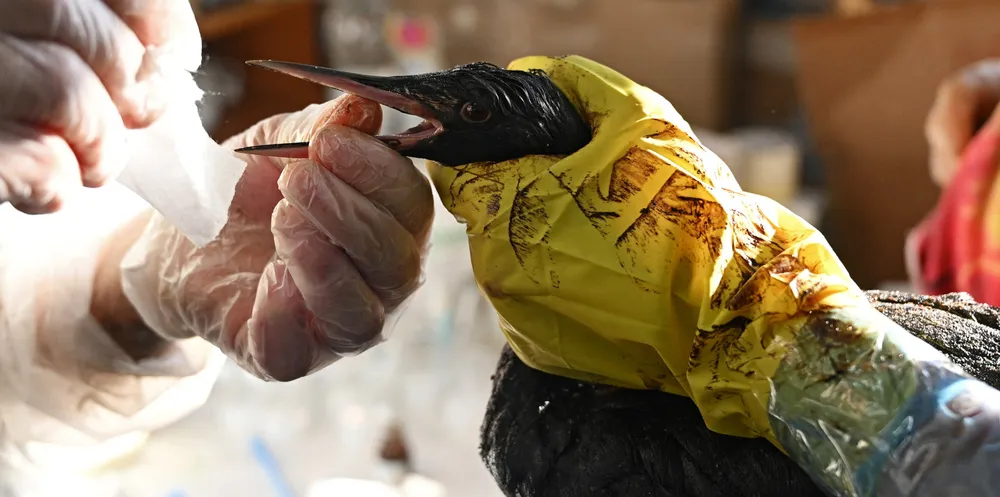 Volunteers clean a bird following an oil spill that was caused by an incident involving two tankers damaged in a storm in the Kerch Strait.