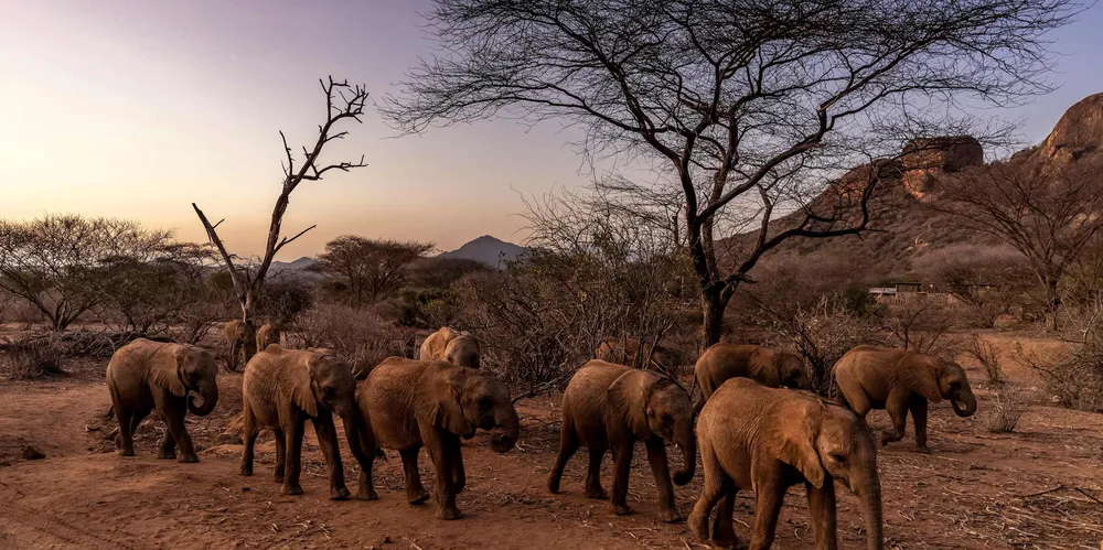 Elephant calves walk at a sanctuary in Kenya.