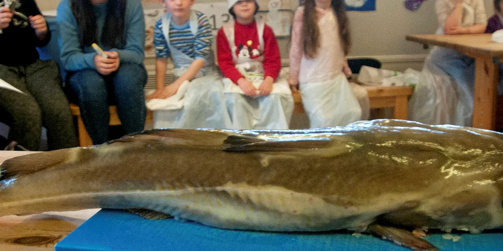PÅ BESØK HOS BARN: Jentan på Båly sørger for at barn blir bedre kjent med fisken - både som individ og mat.