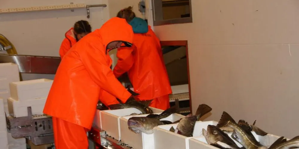 Det er lite fisk som brøytes i land på Andenes Fiskemottak foreløpig og det store innsiget av skrei kan se ut til å bli litt senere i år. Ill.foto: Terje Jensen