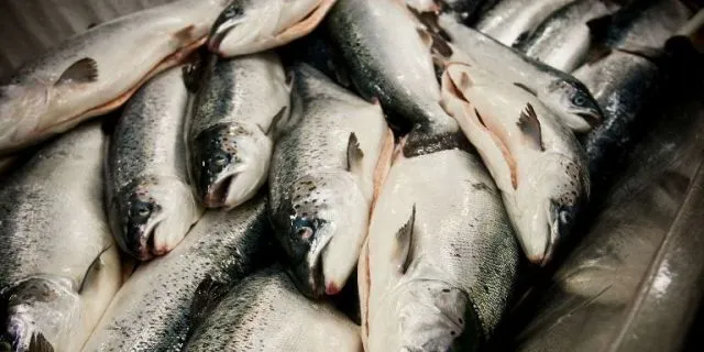 Salmon prices not dropping further