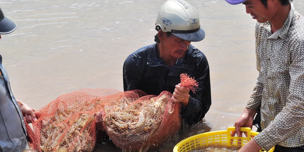 Vietnamese shrimp farmers.