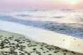 Rising tide: at the Reliance-operated NEC-25 block off north-east India