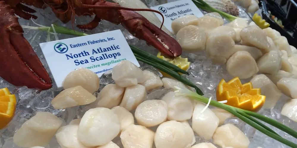 NOAA predicts record scallop landings by 2017