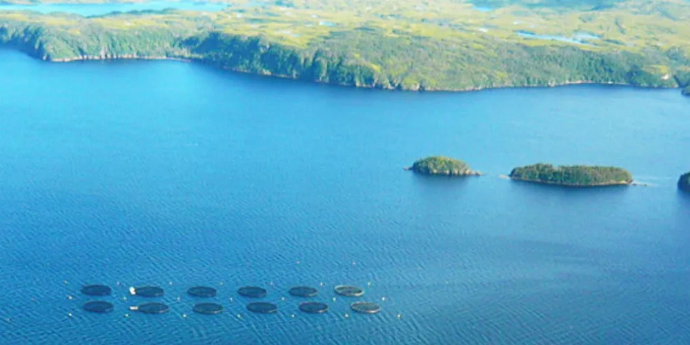 Northern Harvest salmon farms.