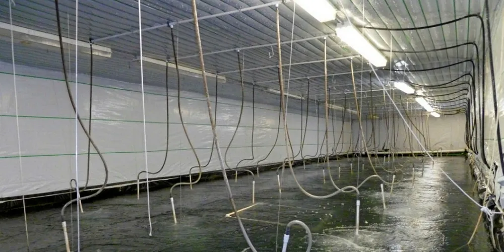 NaturalShrimp is based in Texas.